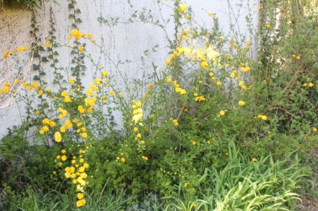 kerria veneux 27 mars 2017 014.jpg