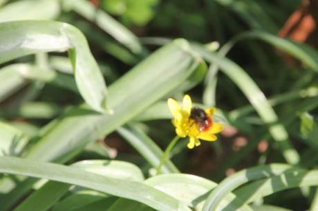 6 ficaria veneux 26 mars 2017 025 (2).jpg