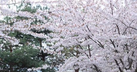 Les cerisiers en fleurs Les cerisiers en fleurs