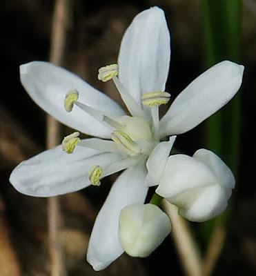 Scille à deux feuilles (Scilla bifolia)