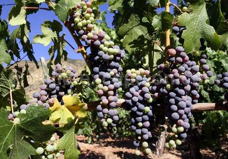 Chili : sur la route des vallées viticoles