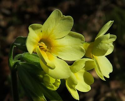 Primevère élevée (Primula eliator)
