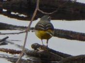 oiseaux dans ville mars 2017