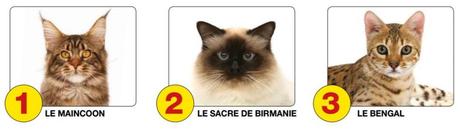 TOP 3 des chats préférés en France