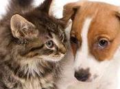 Animaux Salon Chiens Chats avril Paris Espace Champerret