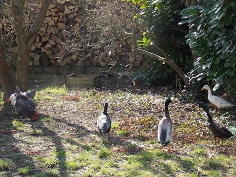 Poules et canards au jardin