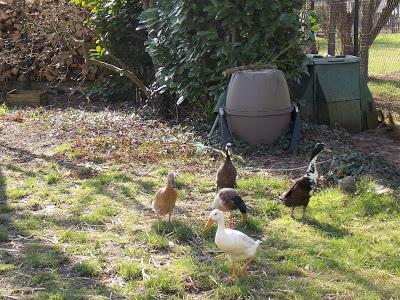 Poules et canards au jardin