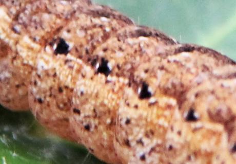 veneux 1 avril 2017 rec 028.jpg