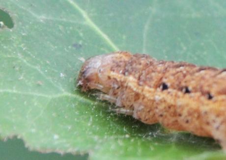 veneux 1 avril 2017 rec 029.jpg