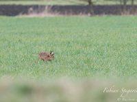 Discret et prudent, le lièvre prospecte dans le champ à la recherche des meilleures herbes à se mettre sous la dent.