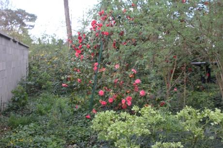 5 adolphe veneux 1 avril 2017 012.jpg