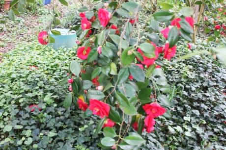 3 adolphe veneux 1 avril 2017 009.jpg