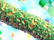 TUBERCULOSE ANTIBIORÉSISTANCE: apoptose temps contre bactéries Scientific Reports