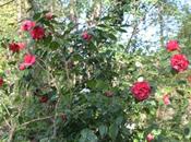 Camellia 'Paul Maymou'