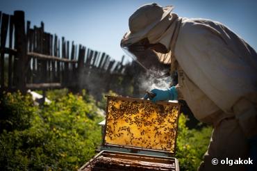 Mortalités des abeilles et pesticides : les apiculteurs contestent une étude du ministère de l'Agriculture