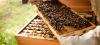 Mort des abeilles : 70 Députés demandent la création d'une Commission d'enquête