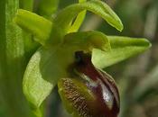 Ophrys petite araignée (Ophrys araneola)