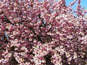 cerisiers fleurs