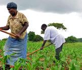 Cameroun : La rareté des semences plombe la productivité agricole !