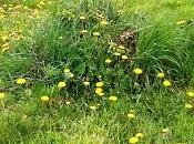 Comment utiliser pissenlits