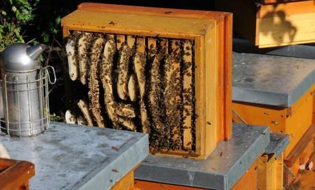 LeadBees : un concept innovant pour les apiculteurs