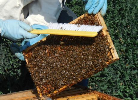 LeadBees : un concept innovant pour les apiculteurs