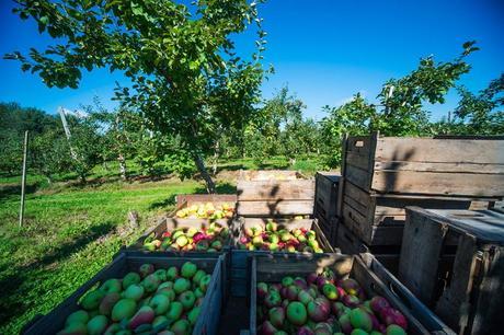 Quoi faire à Québec en quelques idées d’activités Récolte de pommes à la Casa Breton.