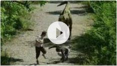 Rémi Gaillard et le tyrannosaure - Tarzan sème le trouble au zoo + Reportage - 3 videos