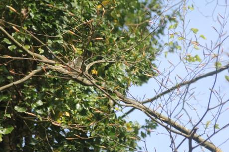 geai veneux 16 avril 2017 007 (4).jpg