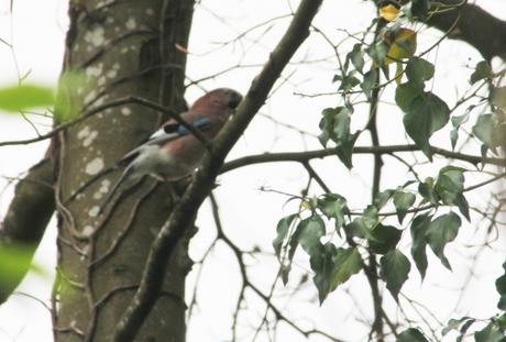 geai veneux 15 avril 2017 033 (2).jpg