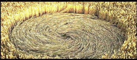 - Colza Mécanique -