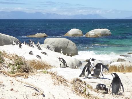 Du Cap à Port Elizabeth en famille – Afrique du Sud