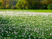 narcisses sauvages