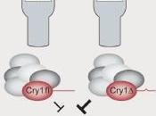 SOMMEIL tout secret résidait dans gènes Cell Science Advances