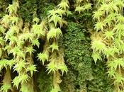 l'étau participation