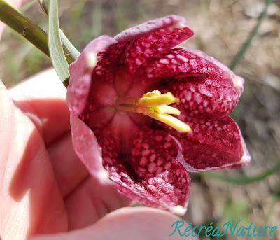 Des Images à Partager, d'une Balade dans les Basses Vallées Angevines au Soleil d'Avril Des Images à Partager, d'une Balade dans les Basses Vallées Angevines au Soleil d'Avril