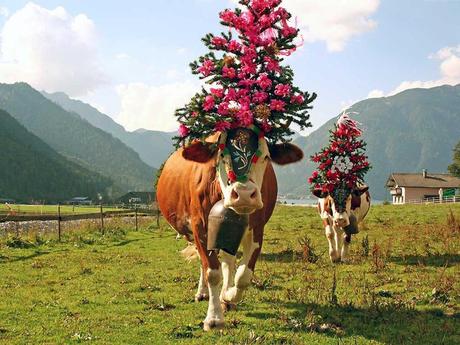 Divers - Transumance - 2
