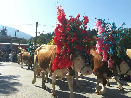 Divers - Transumance - 2
