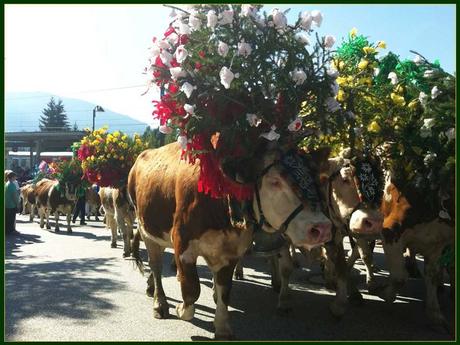 Divers - Transumance - 2