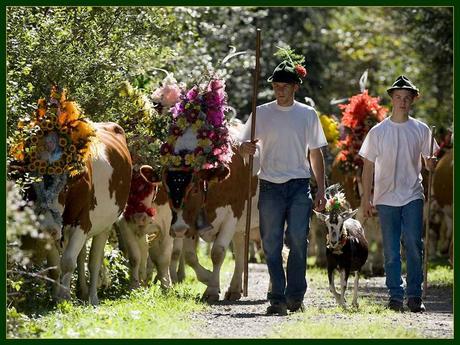 Divers - Transumance - 2