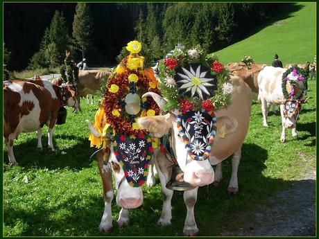 Divers - Transumance - 2