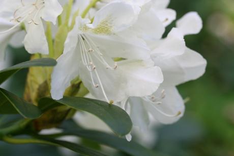 8 cunningham's white 25 avril 014.jpg