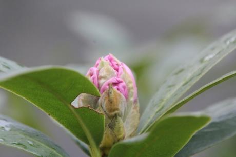 1 cunningham's white veneux 15 avril 2017 029 (3).jpg