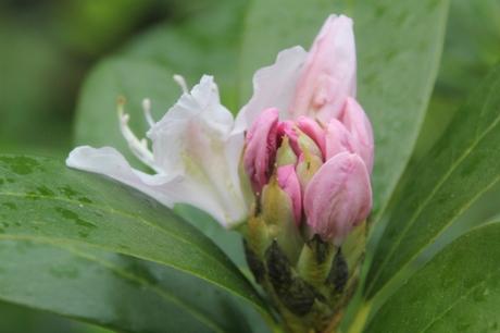 4 cunningham's white veneux 15 avril 2017 029 (4).jpg