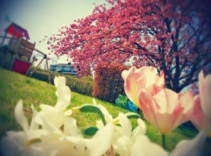 Cerisier du Japon - 23 avril 2015