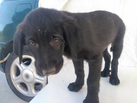 Adoptez Kristy petit chiot croisé pelage noir agé de 3 mois en refuge en Espagne  chez sos chiens galgos