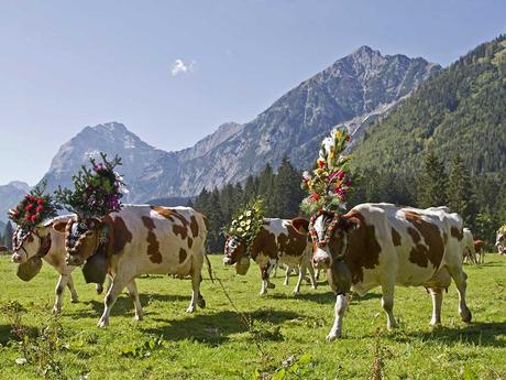 Divers - Transumance - 3