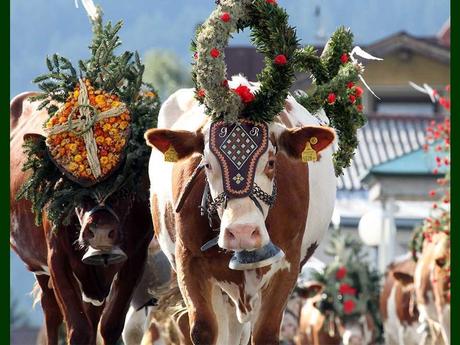 Divers - Transumance - 3