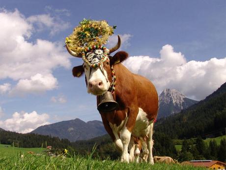 Divers - Transumance - 3