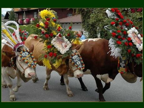 Divers - Transumance - 3